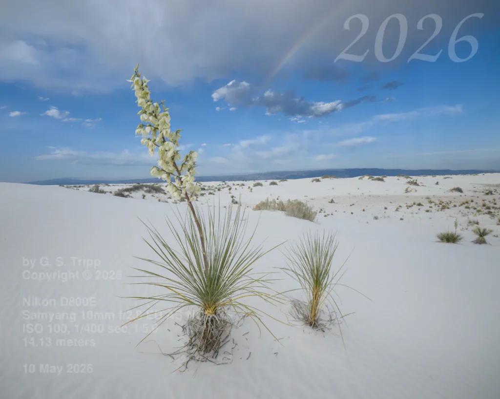 A wide-angle landscape photograph of White Sands National Park features a flowering Soaptree Yucca in the foreground under a post-storm sky. The yucca has sharp, green, needle-like leaves radiating from its base, with a tall, central stalk topped by a cluster of bell-shaped white blossoms. To its right is a smaller, non-flowering yucca. The middle ground shows rolling white gypsum sand dunes with ripples and scattered desert shrubs. In the distance, dark blue mountains sit under a blue sky filled with white and grey clouds. A faint rainbow arches through the clouds in the upper right quadrant.