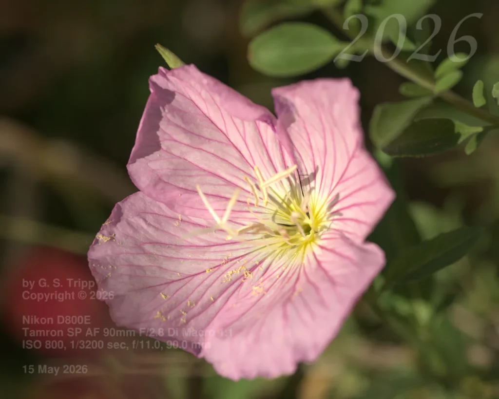 A macro photograph of a single pink evening primrose flower with delicate dark pink veins and a yellow center dusted with pollen. Text in the bottom left details the photographer, G. S. Tripp, and camera settings.