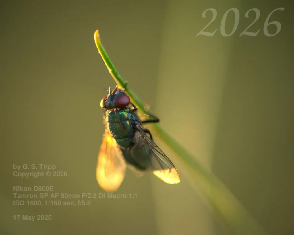 Macro photograph of an iridescent green bottle fly with reddish eyes clinging to a blade of grass. The fly's translucent wings are illuminated by warm, golden sunlight against a soft, blurred green background. Technical camera settings and copyright 2026 text are visible in the bottom-left corner.