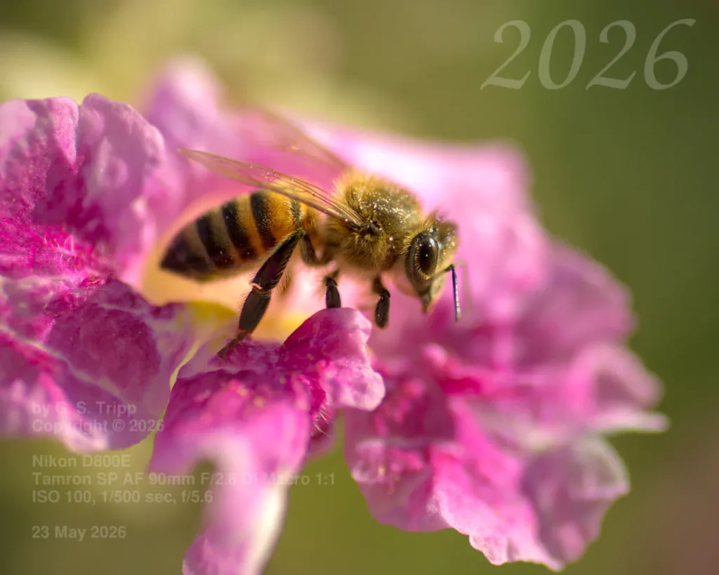 A detailed macro photograph of a honeybee on a pink and white flower. The bee is in sharp focus, showing fine hairs and wing details against a blurred green background. Text overlays in the corners indicate the photo was taken by G. S. Tripp on May 23, 2026, using a Nikon D800E.